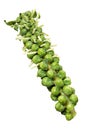 Brussels Sprouts Stalk Royalty Free Stock Photo