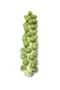 Brussels Sprouts on Stalk Royalty Free Stock Photo
