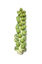 Brussels Sprouts on Stalk