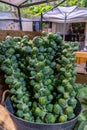 Brussels Sprouts on Stalks at Outdoor Farmers Market Royalty Free Stock Photo