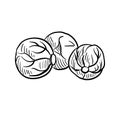 brussels sprouts, vector drawing sketch of vegetable