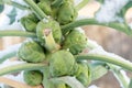 Brussels sprouts in winter on field covered snow Royalty Free Stock Photo