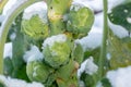 Brussels sprouts in winter on field covered snow Royalty Free Stock Photo