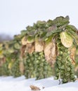 brussels sprouts in winter field with snow Royalty Free Stock Photo