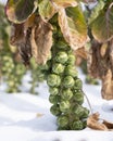 brussels sprouts in winter field with snow Royalty Free Stock Photo