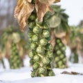 brussels sprouts in winter field with snow Royalty Free Stock Photo