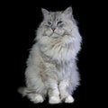 Brutal awesome, smug Siberian color point cat, isolated on black Royalty Free Stock Photo