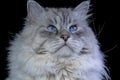 Brutal awesome, smug Siberian color point cat, isolated on black Royalty Free Stock Photo