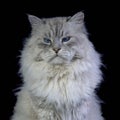 Brutal awesome, smug Siberian color point cat, isolated on black Royalty Free Stock Photo