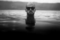 Brutal bearded man in sunglasses emerge in lake waves. Man head above water in lake in rainy foggy day, atmospheric moment. Royalty Free Stock Photo