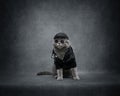 Brutal British cat on gray background with copy space. Biker cat in black leather jacket, cap and sunglasses. Rock style. Funny Royalty Free Stock Photo