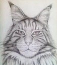 Brutal cat close-up Maine Coon, portrait in pencil