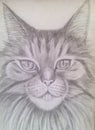 Brutal cat close-up Maine Coon, portrait in pencil Royalty Free Stock Photo