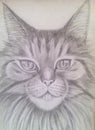 Brutal cat close-up Maine Coon, portrait in pencil