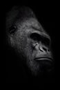 The brutal muzzle face of a powerful and strong male gorilla is a symbol of masculinity and wildness. Isolated black background