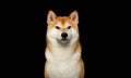 Brutal Red Shiba inu Dog on Isolated Black Background