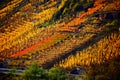 colorful steep Moselle valley vineyards in autumn Royalty Free Stock Photo