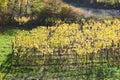 light yellow vineyards in the sun Royalty Free Stock Photo