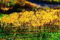 yellow vineyards Royalty Free Stock Photo