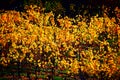 yellow vine Royalty Free Stock Photo