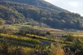 Bruttig-Fankel, Germany - 11 12 2020: autumn vineyard with a road going up the hill Royalty Free Stock Photo