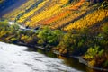 Bruttig-Fankel, Germany - 11 12 2020: colorful steep autumn vineyards Royalty Free Stock Photo