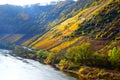 Bruttig-Fankel, Germany - 11 12 2020: steep yellow vineyards in autumn sun Royalty Free Stock Photo