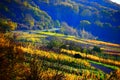 Bruttig-Fankel, Germany - 11 12 2020: colorful steep autumn vineyards with a curvy road up the hills Royalty Free Stock Photo