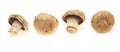 Brwon mushrooms Royalty Free Stock Photo