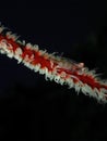 Closeup and macro shot of Whip coral goby fish during leisure dive in Sabah, Borneo.
