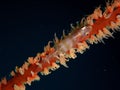 Closeup and macro shot of Whip coral goby fish during leisure dive in Sabah, Borneo.