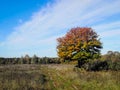 Colorful autumn tree in Bryansk city park Royalty Free Stock Photo