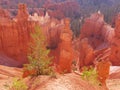 Bryce Canyon Royalty Free Stock Photo