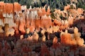 Bryce Canyon Hoodoos Royalty Free Stock Photo