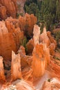 Bryce Canyon Hoodoos Royalty Free Stock Photo