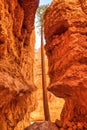 Bryce Canyon National Park during a Sunny Day, View between Cliffs, Utah Royalty Free Stock Photo