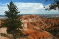 Bryce Canyon with a tree in the foreground Royalty Free Stock Photo