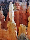 Unique hoodoos rock detail Bryce Canyon Utah
