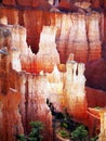 Unique hoodoos rock detail Bryce Canyon Utah