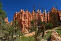 Bryce Canyon Natl Park Royalty Free Stock Photo