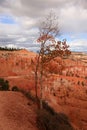 Autumn in Bryce Canyon National Park