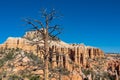 Bryce Canyon - Old tree Bristlecone Pine (Pinus longaeva) with panoramic on sandstone rock formations in Bryce Canyon, USA