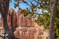 Bryce Canyon - Old tree Bristlecone Pine (Pinus longaeva) with panoramic on sandstone rock formations in Bryce Canyon, USA