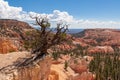 Bryce Canyon - Old tree Bristlecone Pine (Pinus longaeva) with panoramic on sandstone rock formations in Bryce Canyon, USA