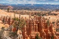 Bryce Canyon - Old tree Bristlecone Pine (Pinus longaeva) with panoramic on sandstone rock formations in Bryce Canyon, USA