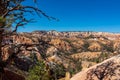 Bryce Canyon - Old tree Bristlecone Pine (Pinus longaeva) with panoramic on sandstone rock formations in Bryce Canyon, USA