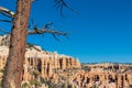 Bryce Canyon - Old tree Bristlecone Pine (Pinus longaeva) with panoramic on sandstone rock formations in Bryce Canyon, USA