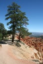 Bryce Canyon Tree