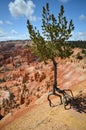 Bryce canyon. Tree standing on its roots.