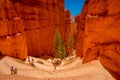 BRYCE CANYON, UTAH, JUNE, 07, 2018: Unidentified people walking inside of Bryce Canyon surrounding of Pine Trees in a Royalty Free Stock Photo